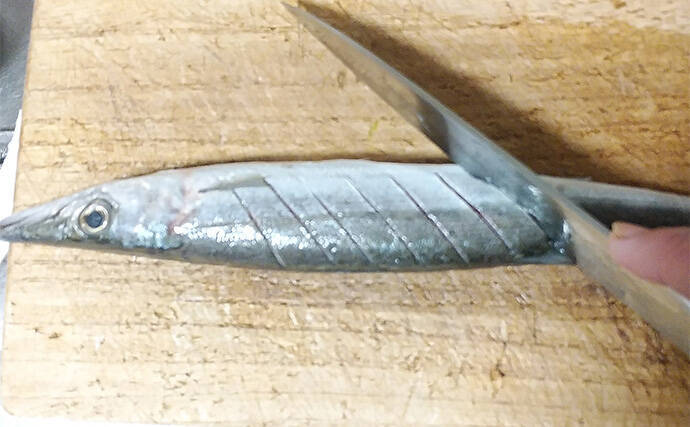 釣魚で作る「シンプル」レシピ：カマスの素焼き（白焼き）　素材の味活かす