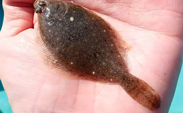 「江戸川放水路で越冬ハゼ（ヒネハゼ）釣り開幕【たかはし遊船】マハゼ127匹と大漁！」の画像