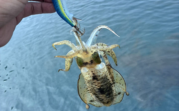 秋エギングでアオリイカ「4投4キャッチ」！ 夜の根魚狙いも楽しみ最終釣果は約30杯【大分】