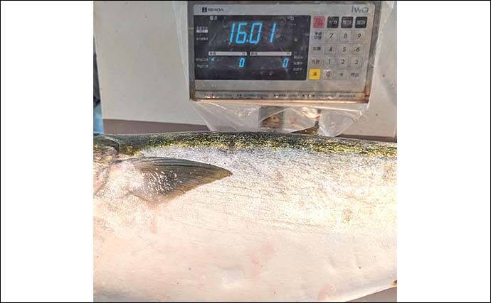 「重量級青物戦！」娘と挑んだカセ落とし込み釣りで13.5kgメタボブリ好捕【和歌山・串本】