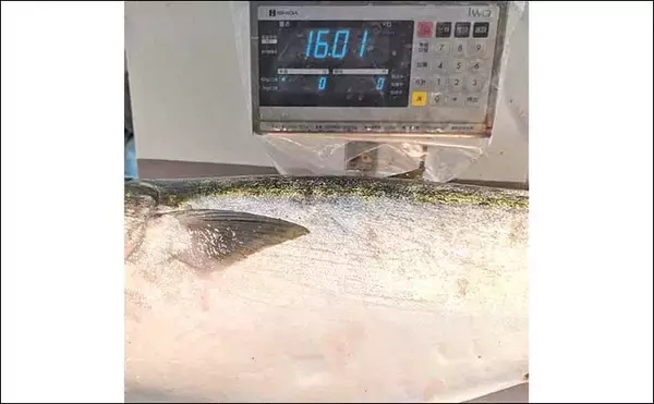 「「重量級青物戦！」娘と挑んだカセ落とし込み釣りで13.5kgメタボブリ好捕【和歌山・串本】」の画像