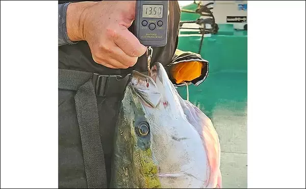 「「重量級青物戦！」娘と挑んだカセ落とし込み釣りで13.5kgメタボブリ好捕【和歌山・串本】」の画像