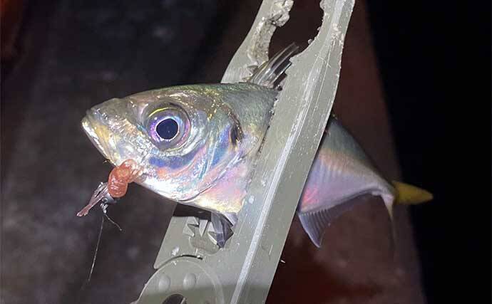 今さら聞けないアジングのキホン リトリーブ 巻き で釣れないワケ 22年5月日 エキサイトニュース