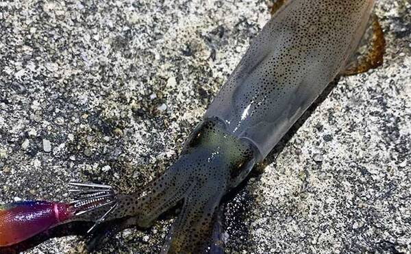 ヒイカエギングにアジングタックルを流用するメリット3選 釣り方も解説 22年6月26日 エキサイトニュース