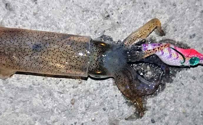 ヒイカエギングにアジングタックルを流用するメリット3選 釣り方も解説 22年6月26日 エキサイトニュース