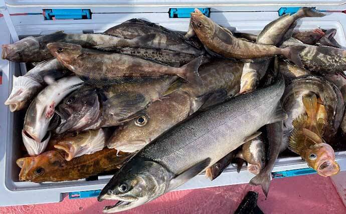 初冬の知床で船釣り堪能　カレイ・マダラ・ホッケで大型クーラー満タン