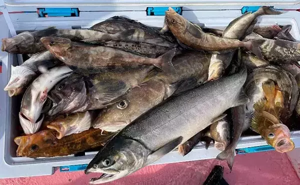 「初冬の知床で船釣り堪能　カレイ・マダラ・ホッケで大型クーラー満タン」の画像