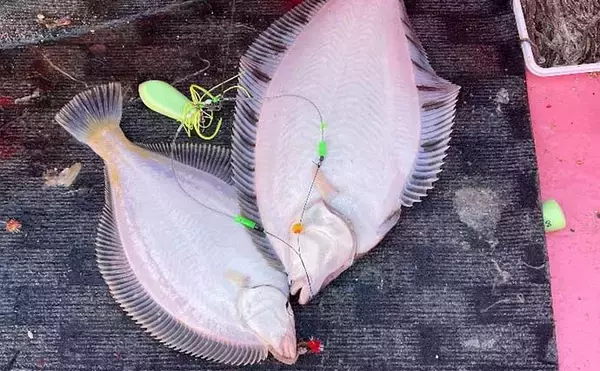 「初冬の知床で船釣り堪能　カレイ・マダラ・ホッケで大型クーラー満タン」の画像