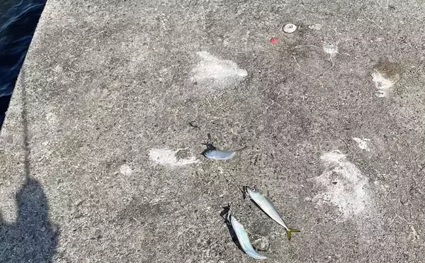 「「鳥や猫がいる場所は釣れる？」釣り場にいる生物・動物が意味すること」の画像