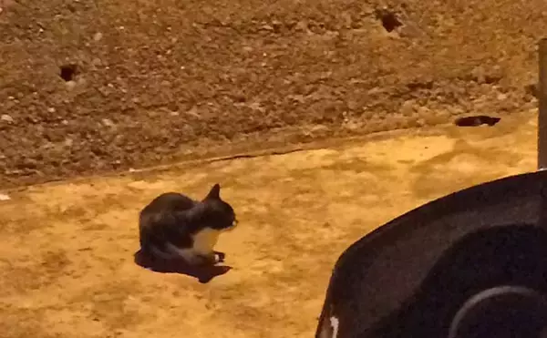 「「鳥や猫がいる場所は釣れる？」釣り場にいる生物・動物が意味すること」の画像