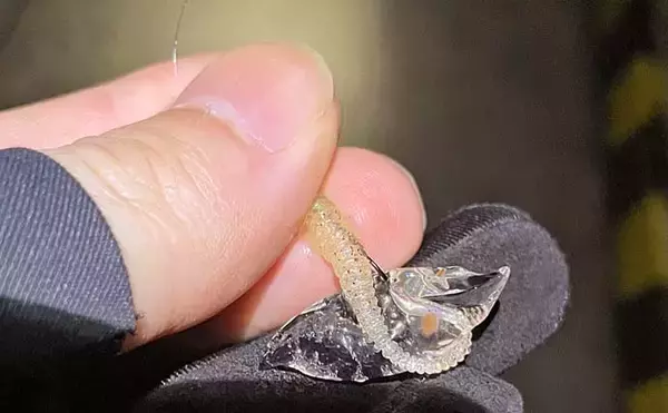 「「鳥や猫がいる場所は釣れる？」釣り場にいる生物・動物が意味すること」の画像