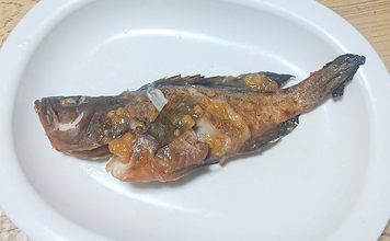 釣った魚で作る「コクうま」レシピ：キジハタの甘みそ焼き　みそがミソ？