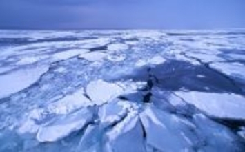 極寒の世界に住む哺乳類は巨大化する？　北極海にいるユニークな生き物たちを紹介