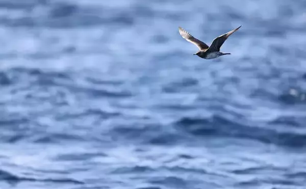 「極寒の世界に住む哺乳類は巨大化する？　北極海にいるユニークな生き物たちを紹介」の画像