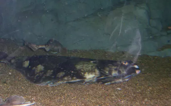 「極寒の世界に住む哺乳類は巨大化する？　北極海にいるユニークな生き物たちを紹介」の画像