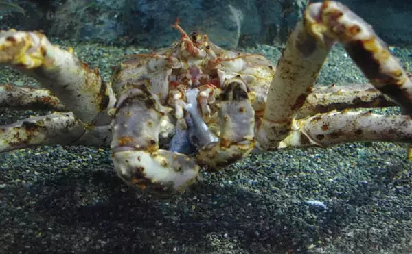 「極寒の世界に住む哺乳類は巨大化する？　北極海にいるユニークな生き物たちを紹介」の画像