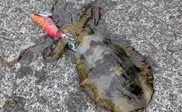 爆風の日本海エギングでアオリイカ5杯【福井】底ベタ徹底攻略で繊細アタリを拾う