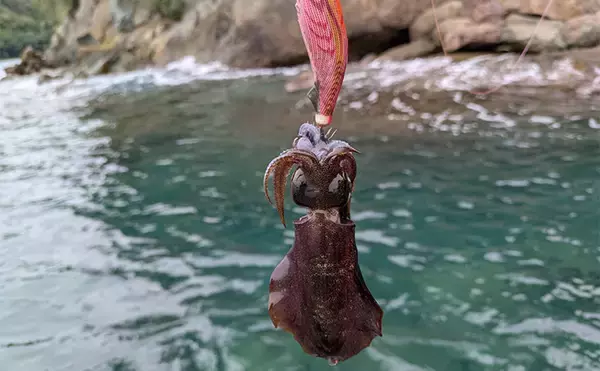 「爆風の日本海エギングでアオリイカ5杯【福井】底ベタ徹底攻略で繊細アタリを拾う」の画像