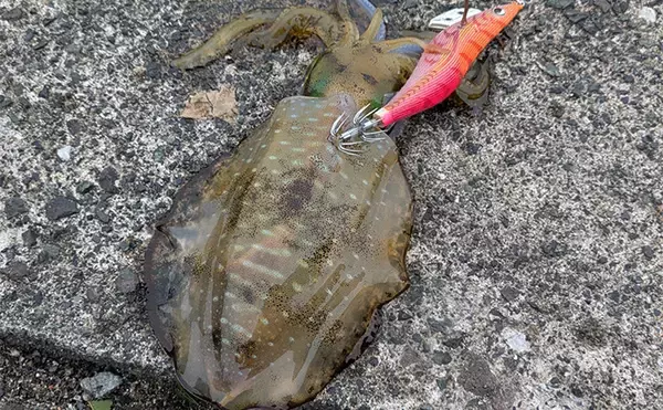 「爆風の日本海エギングでアオリイカ5杯【福井】底ベタ徹底攻略で繊細アタリを拾う」の画像