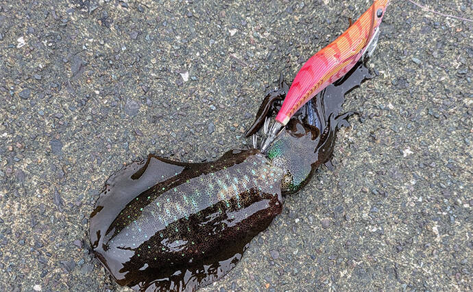 爆風の日本海エギングでアオリイカ5杯【福井】底ベタ徹底攻略で繊細アタリを拾う