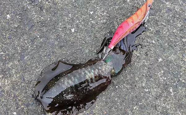 「爆風の日本海エギングでアオリイカ5杯【福井】底ベタ徹底攻略で繊細アタリを拾う」の画像