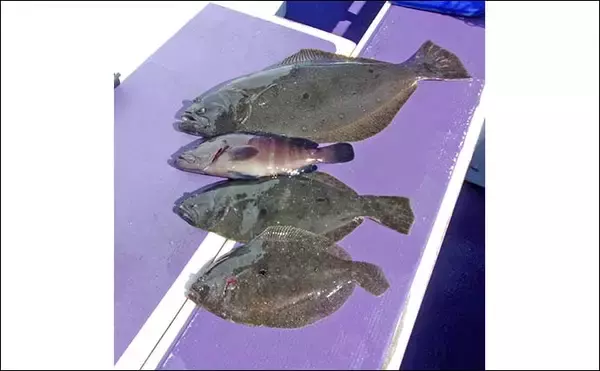 「「ヒラメ3kg級が次々浮上！」大原沖の泳がせ釣りで船中26尾の爆釣劇【千葉】」の画像