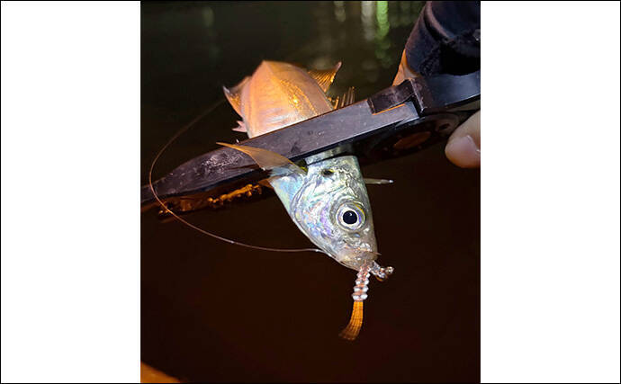 垂水漁港でのアジング釣行でアジのツ抜け達成【兵庫】時合いはわずか10分ほど