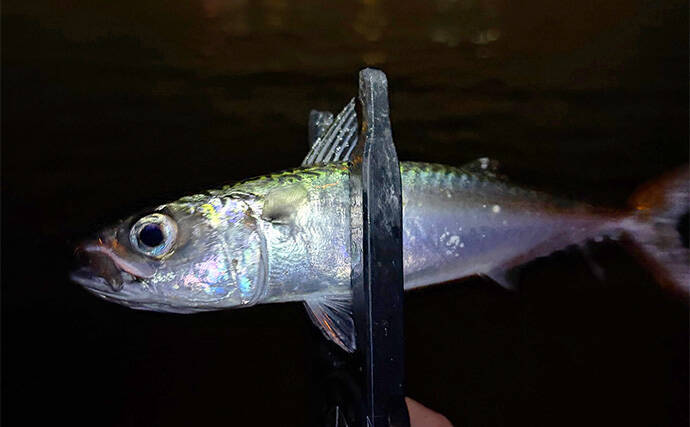 垂水漁港でのアジング釣行でアジのツ抜け達成【兵庫】時合いはわずか10分ほど