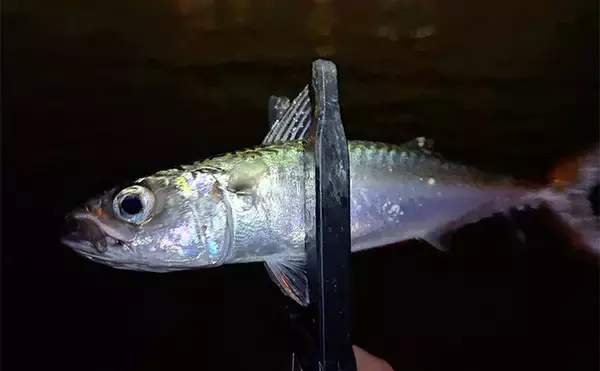 「垂水漁港でのアジング釣行でアジのツ抜け達成【兵庫】時合いはわずか10分ほど」の画像