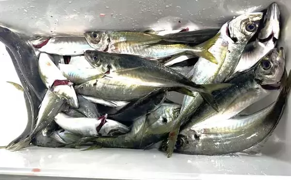 「55.8kgのイシナギ浮上！スロージギングにヒット【沖のルアー釣果速報8選・三重】」の画像