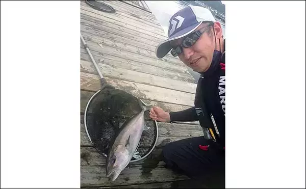 「海上釣り堀でマダイ11匹にヒラマサ＆カンパチ　青物連続バラしに苦戦」の画像