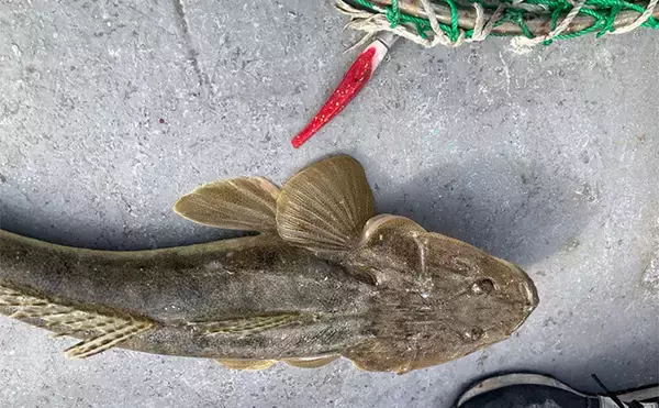 「ボートルアーゲームで55cmマゴチをキャッチ！【三重】ワームのテールカットが奏功？」の画像