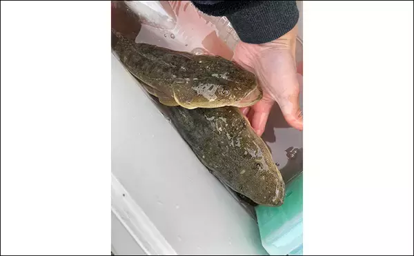 「ボートルアーゲームで55cmマゴチをキャッチ！【三重】ワームのテールカットが奏功？」の画像