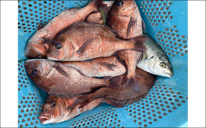 仲間と貸切で海上釣り堀を満喫【正徳丸】青物不発もマダイ・シマアジ・ヒラメを手中