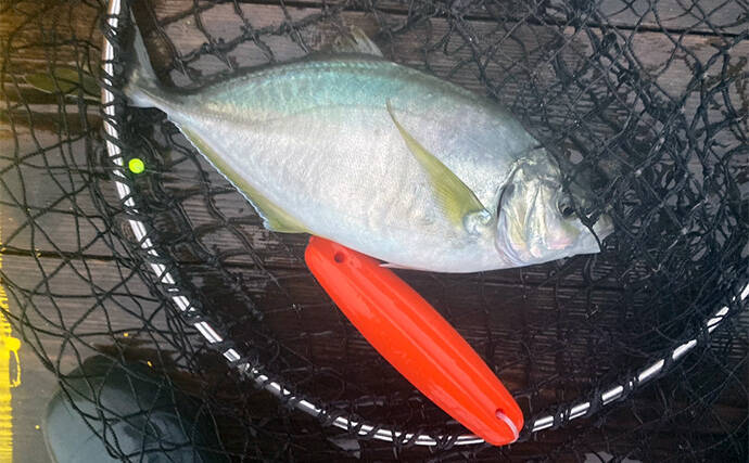 仲間と貸切で海上釣り堀を満喫【正徳丸】青物不発もマダイ・シマアジ・ヒラメを手中