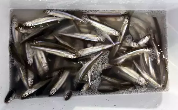 冬の風物詩「琵琶湖ワカサギすくい」に挑戦！　100匹超えの結果に満足