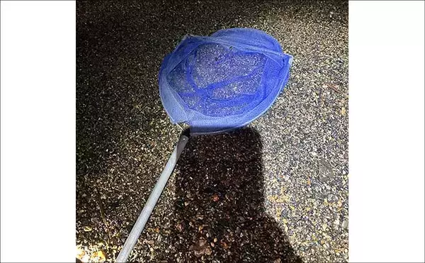 「冬の風物詩「琵琶湖ワカサギすくい」に挑戦！　100匹超えの結果に満足」の画像