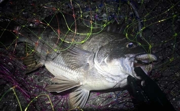 チニングに向いている釣り場はどこ？　重点的に狙うべきポイントも解説
