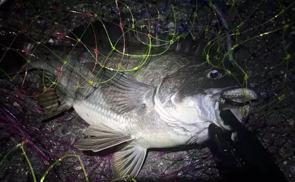 チニングに向いている釣り場はどこ？　重点的に狙うべきポイントも解説