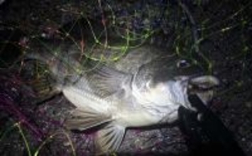 チニングに向いている釣り場はどこ？　重点的に狙うべきポイントも解説