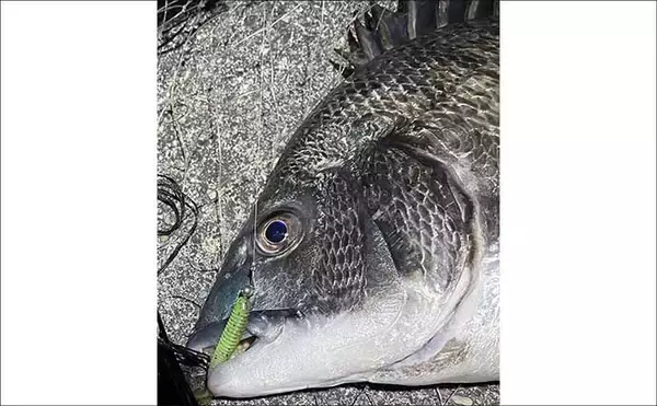 「チニングに向いている釣り場はどこ？　重点的に狙うべきポイントも解説」の画像