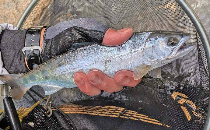 「美形ヤマメに大型イワナも魅力！」高原川で楽しむ本流渓流釣り場ガイド【岐阜】