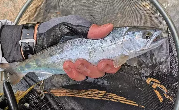 「「美形ヤマメに大型イワナも魅力！」高原川で楽しむ本流渓流釣り場ガイド【岐阜】」の画像