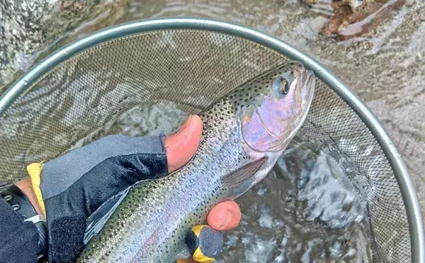 「「美形ヤマメに大型イワナも魅力！」高原川で楽しむ本流渓流釣り場ガイド【岐阜】」の画像