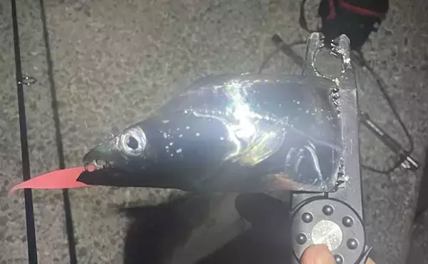 「大阪湾の陸っぱりライトルアー釣行でタチウオにアジ　今はイカの海か？」の画像