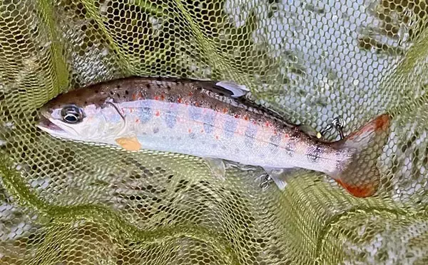 日野川水系での渓流ルアー釣りでゴギにアマゴ【鳥取】スピナーにヒット