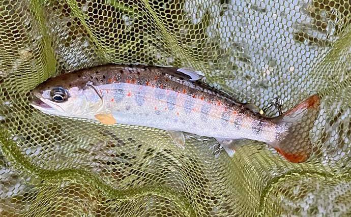 日野川水系での渓流ルアー釣りでゴギにアマゴ【鳥取】スピナーにヒット