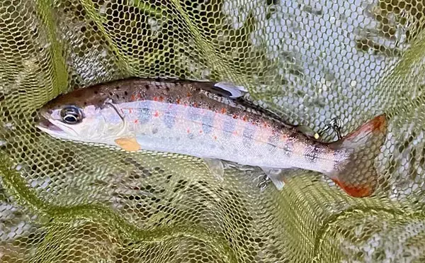 「日野川水系での渓流ルアー釣りでゴギにアマゴ【鳥取】スピナーにヒット」の画像