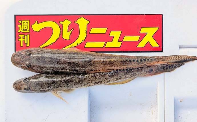 冬の堤防ちょい投げ釣りで21cmに20cmと大型マハゼをキャッチ【石川・滝港マリーナ】