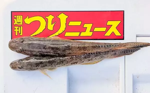 「冬の堤防ちょい投げ釣りで21cmに20cmと大型マハゼをキャッチ【石川・滝港マリーナ】」の画像